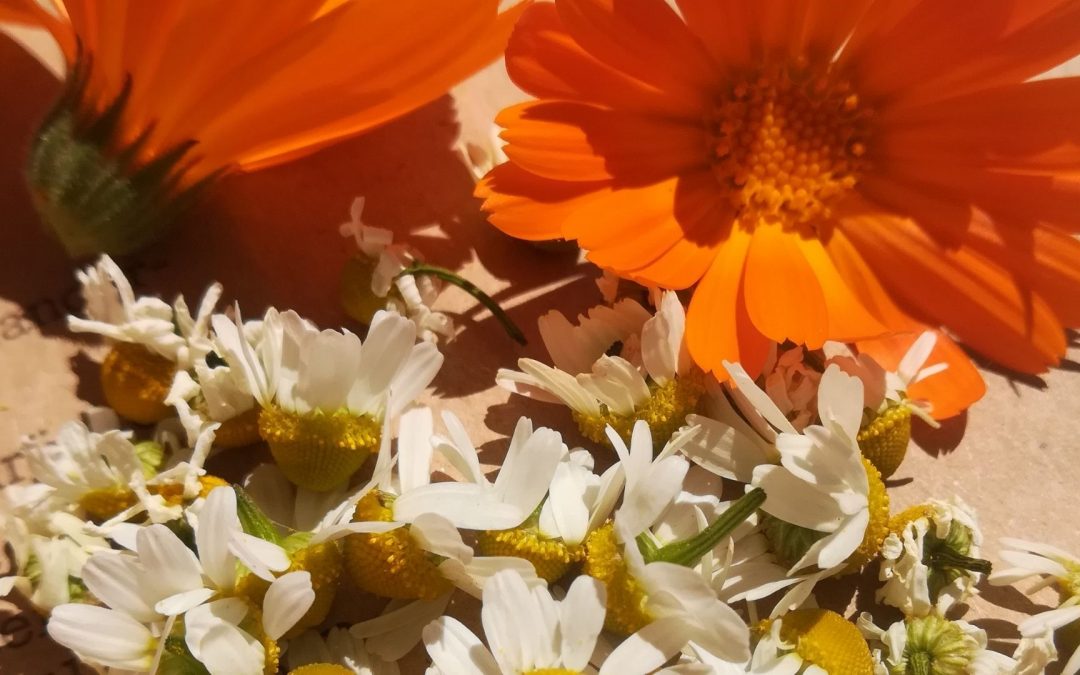 Kamillen und Ringelblumen – Retter im Alltag
